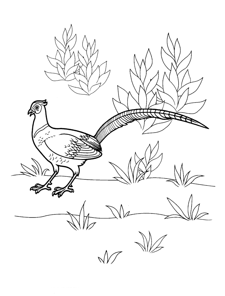 Malvorlagen Fasan