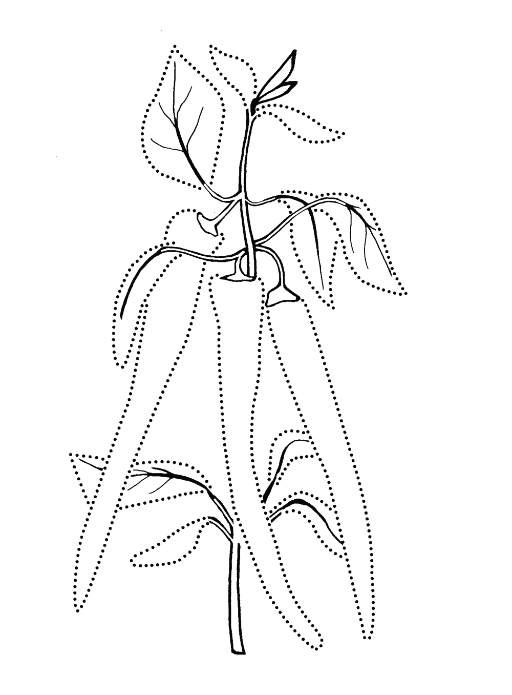 Malvorlagen Bitter Pfeffer