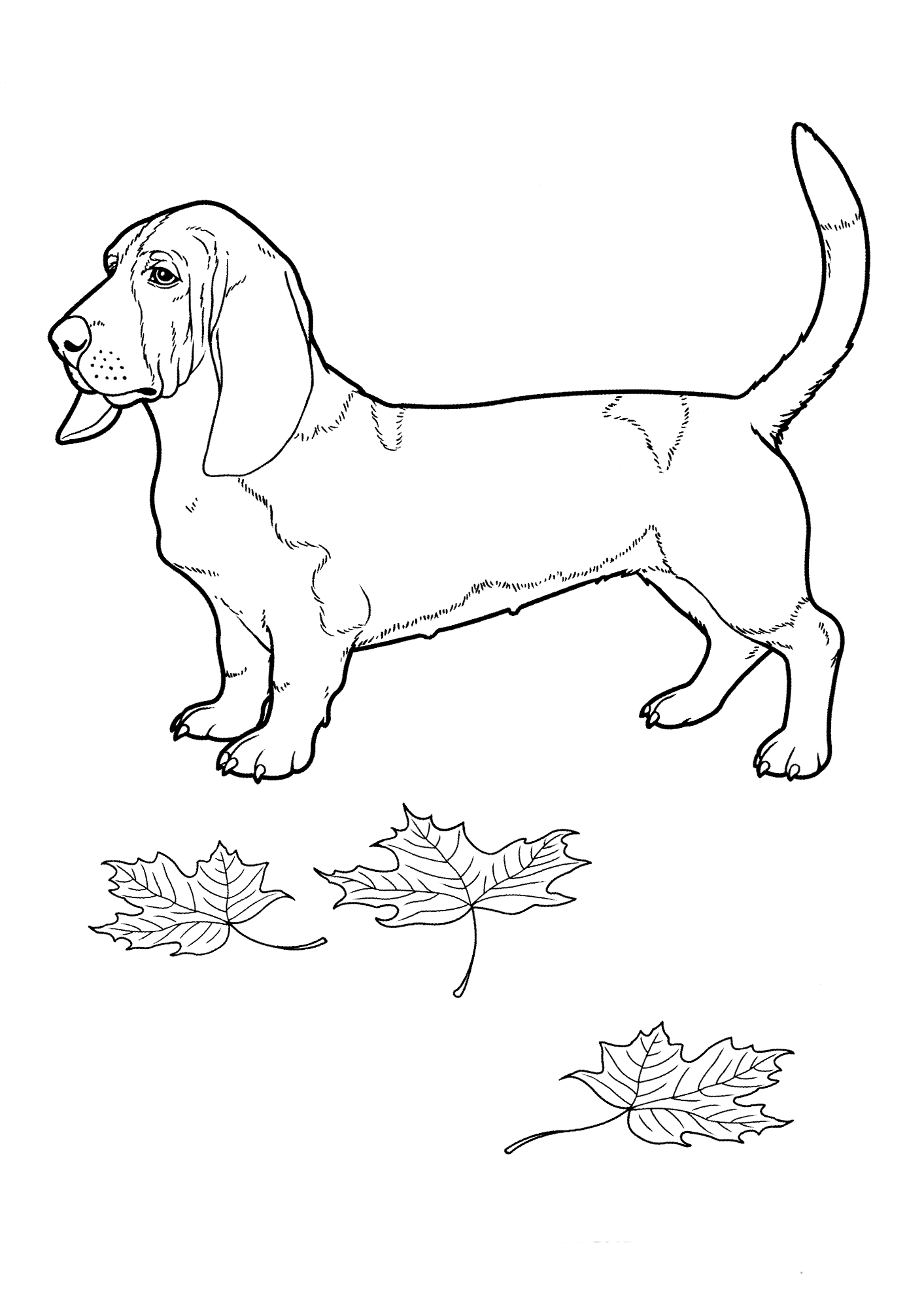 Malvorlagen Basset Hound