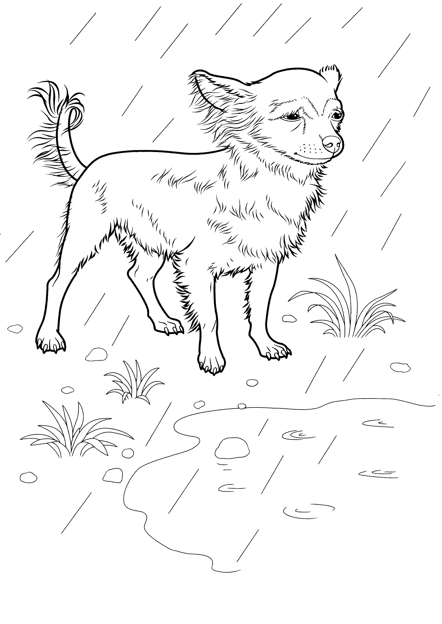 Malvorlagen Chihuahua