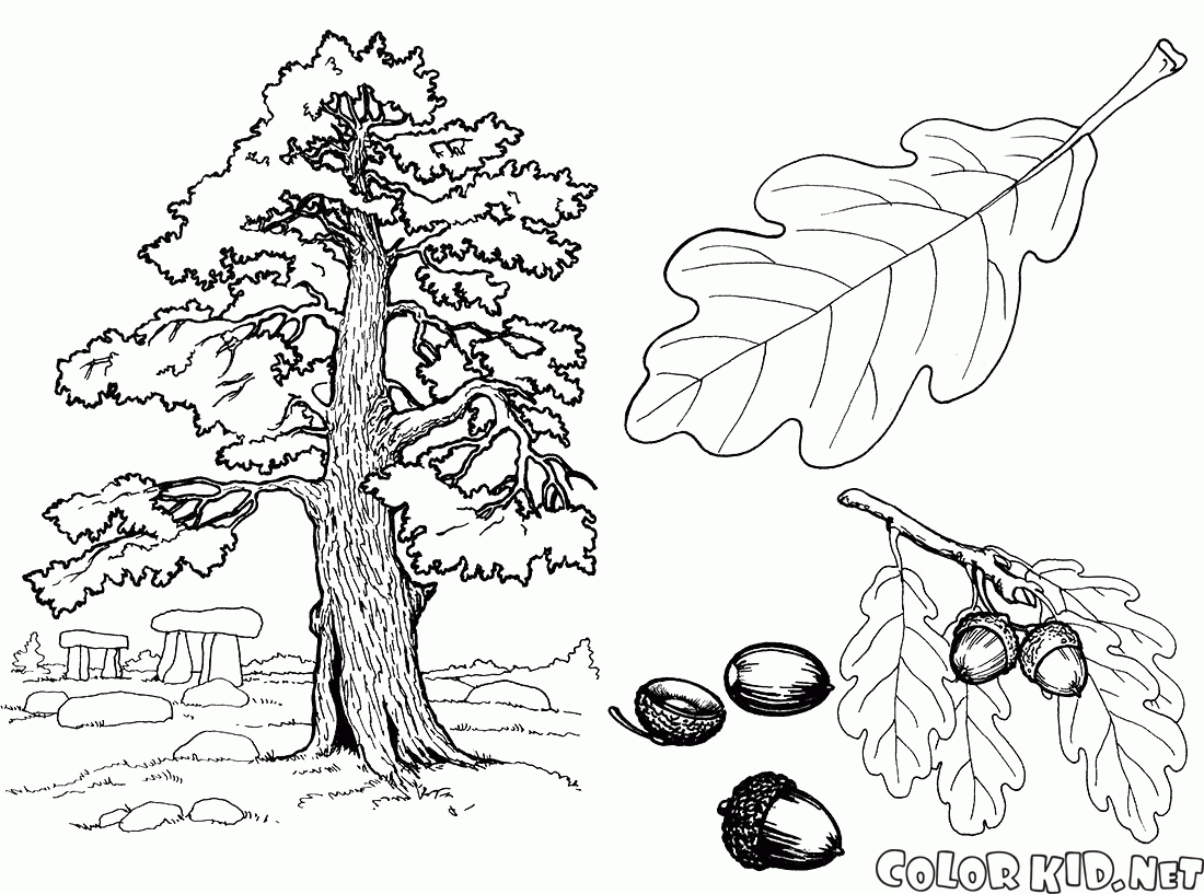 malvorlagen  kastanienbaum