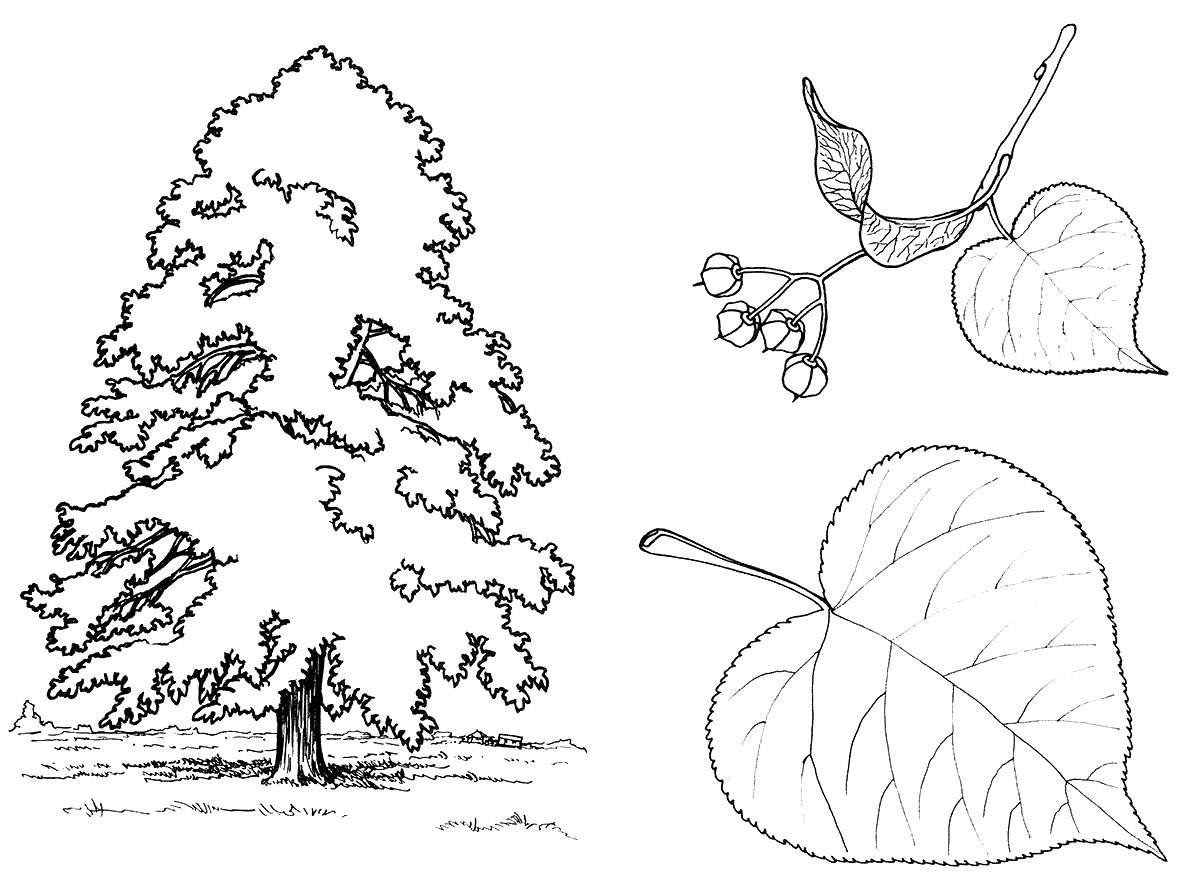 malvorlagen  lindenbaum