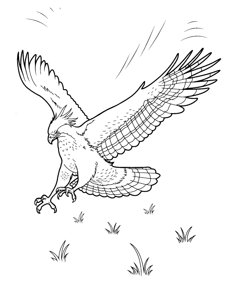 Malvorlagen Adler Malvorlagen Adler