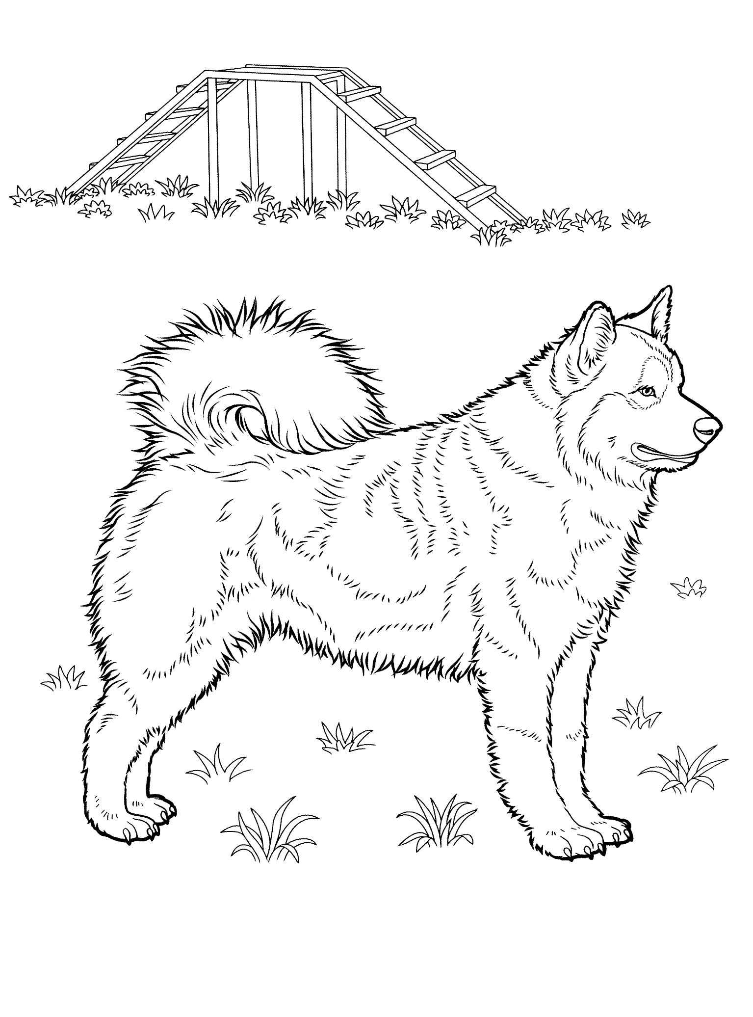 Malvorlagen Husky