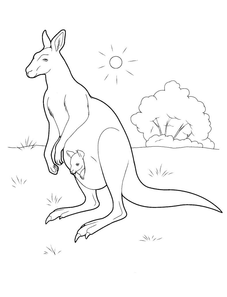 malvorlagen  känguru in australien