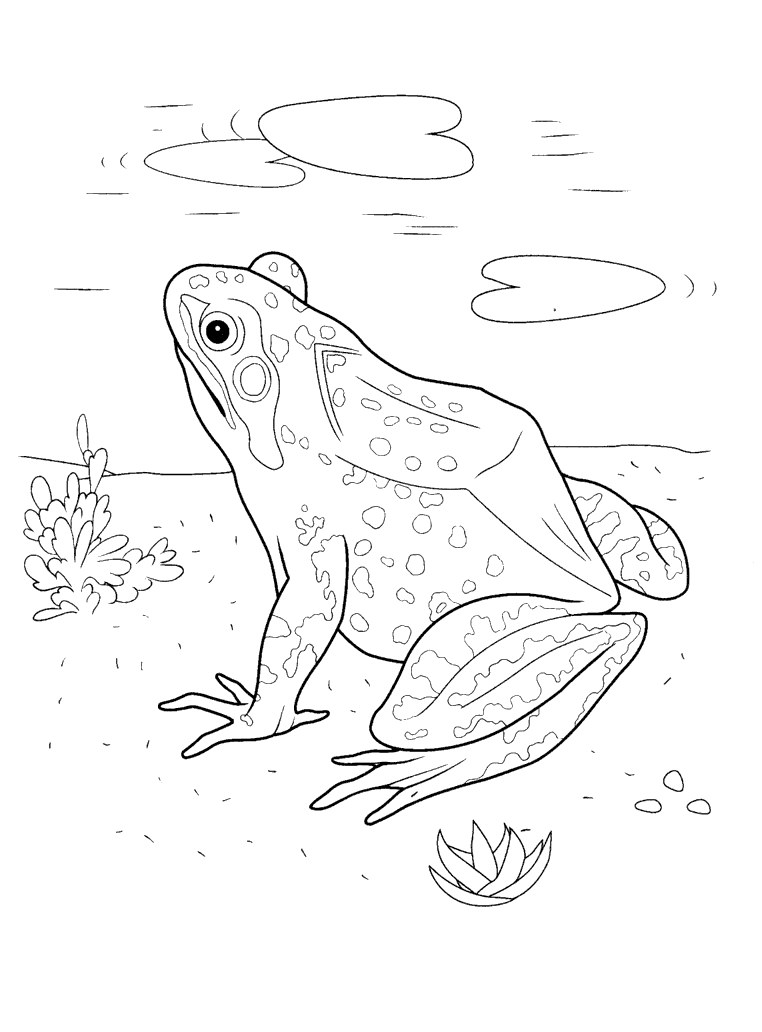 Malvorlagen Frosch im See