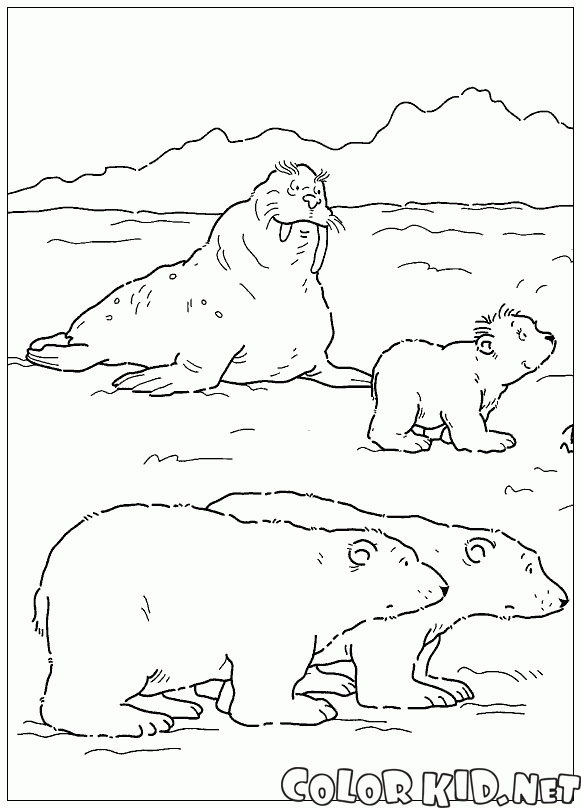 Walrus und Bären