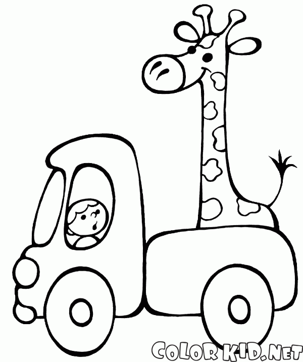 Giraffe bearbeiten mit dem Auto