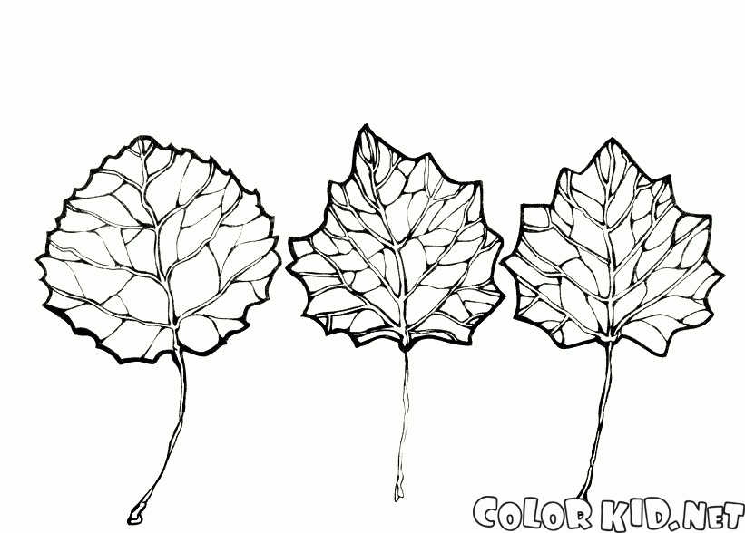 Die Blätter von Aspen