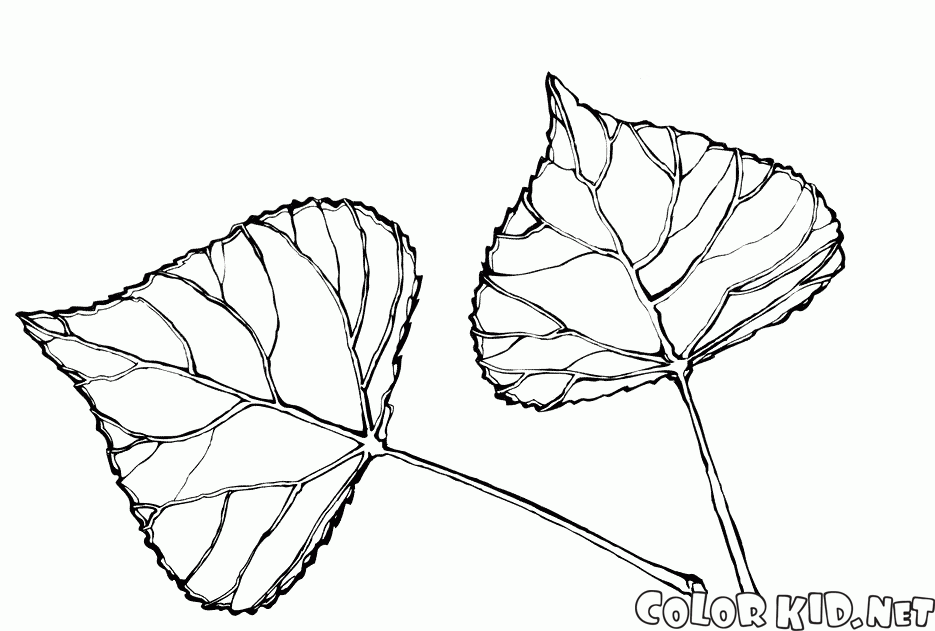 Die Blätter der Pappel