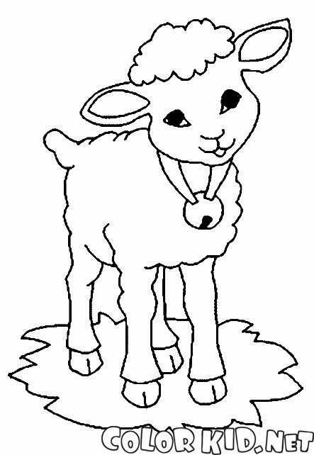 Schafe mit einer Glocke