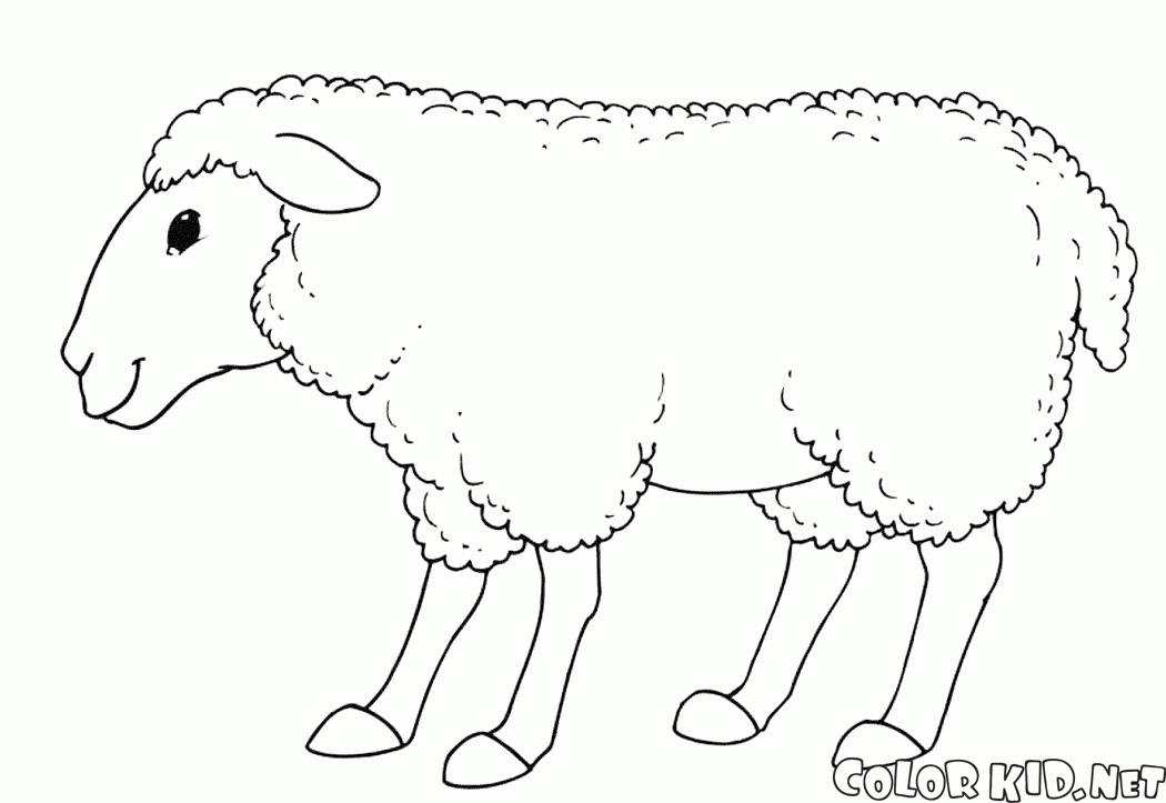 Lächelnd Schafe