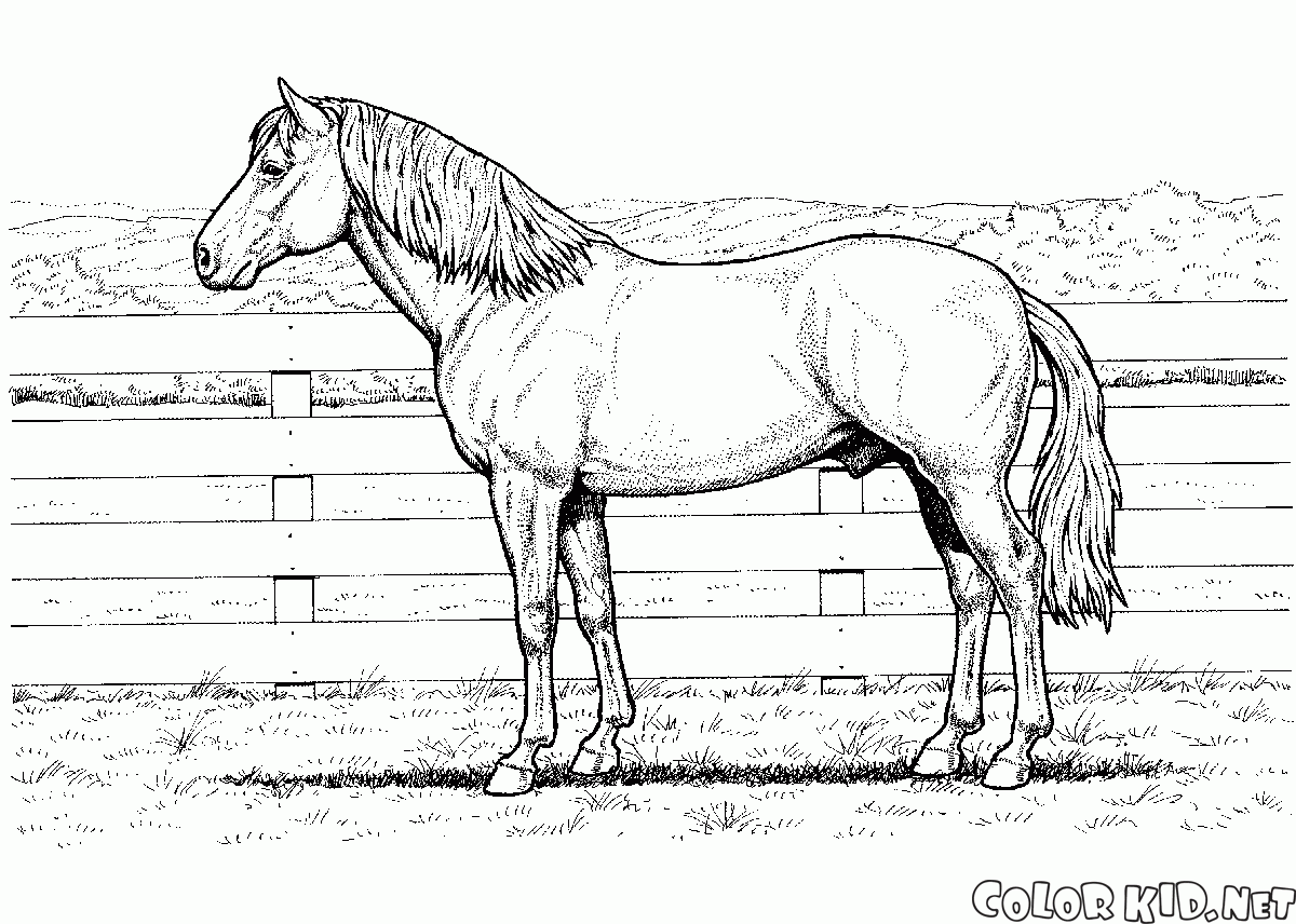 Pferd auf einem Bauernhof
