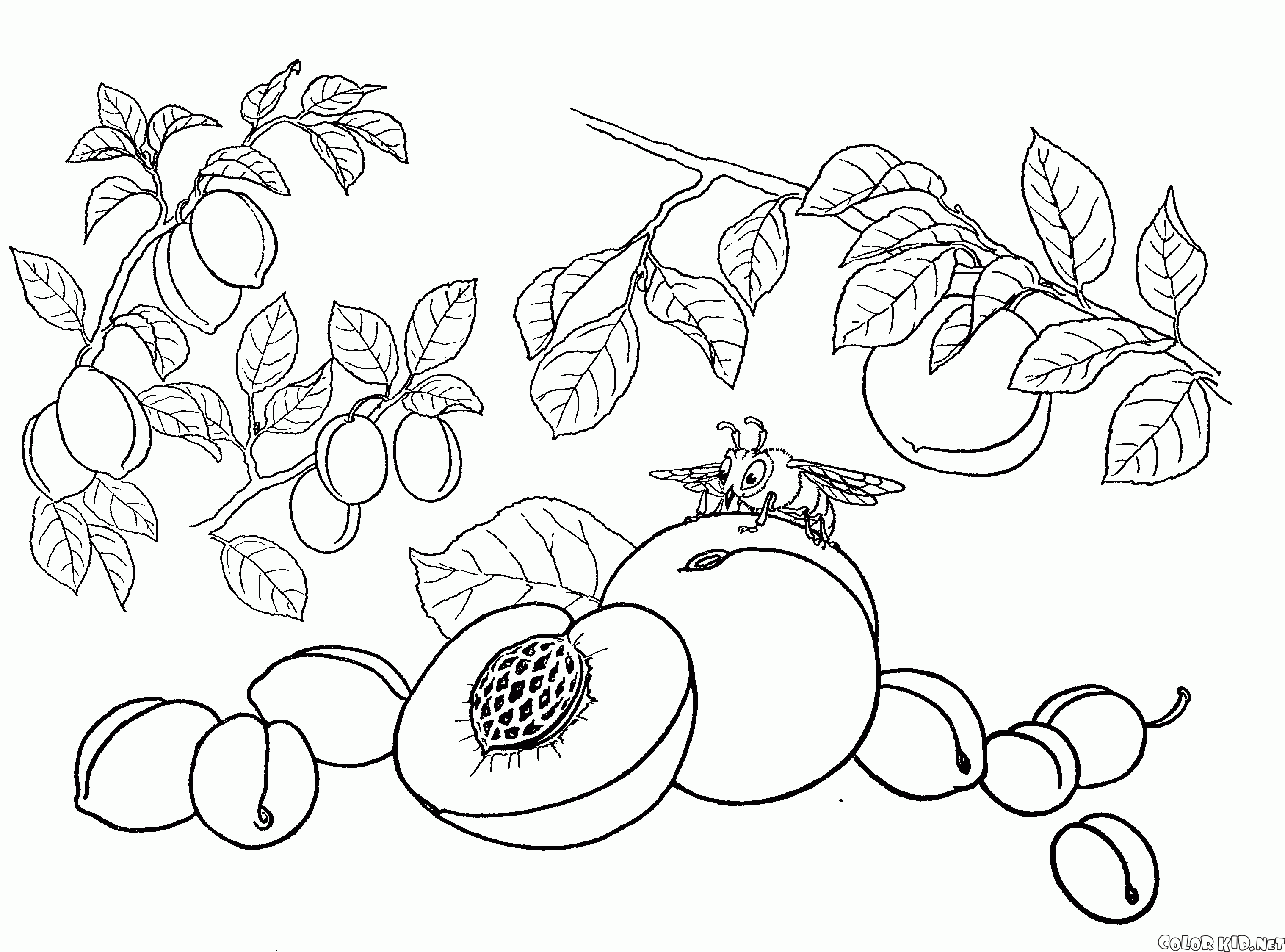 malvorlagen  pfirsich aprikose pflaume