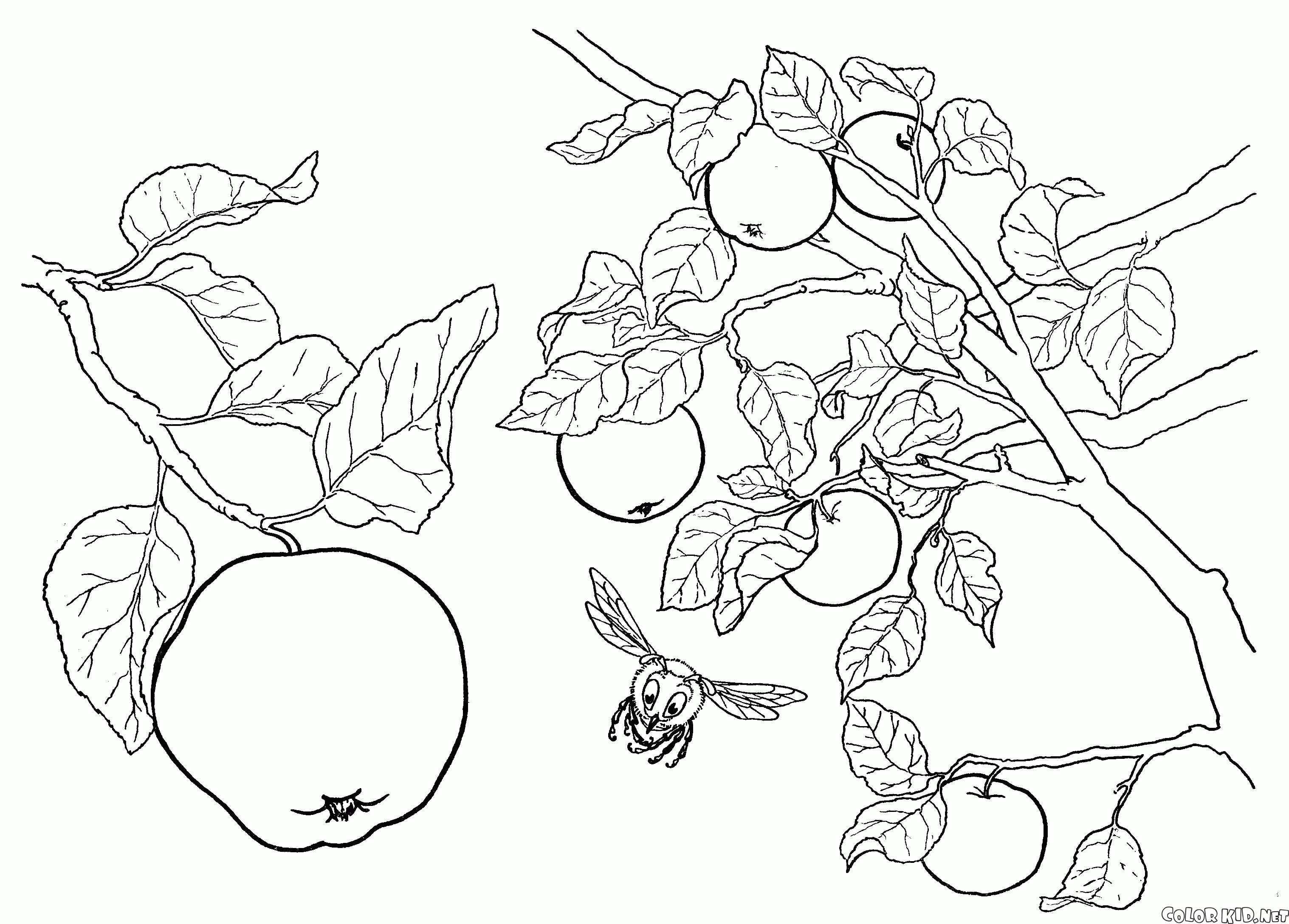 malvorlagen  apfelbaum obst