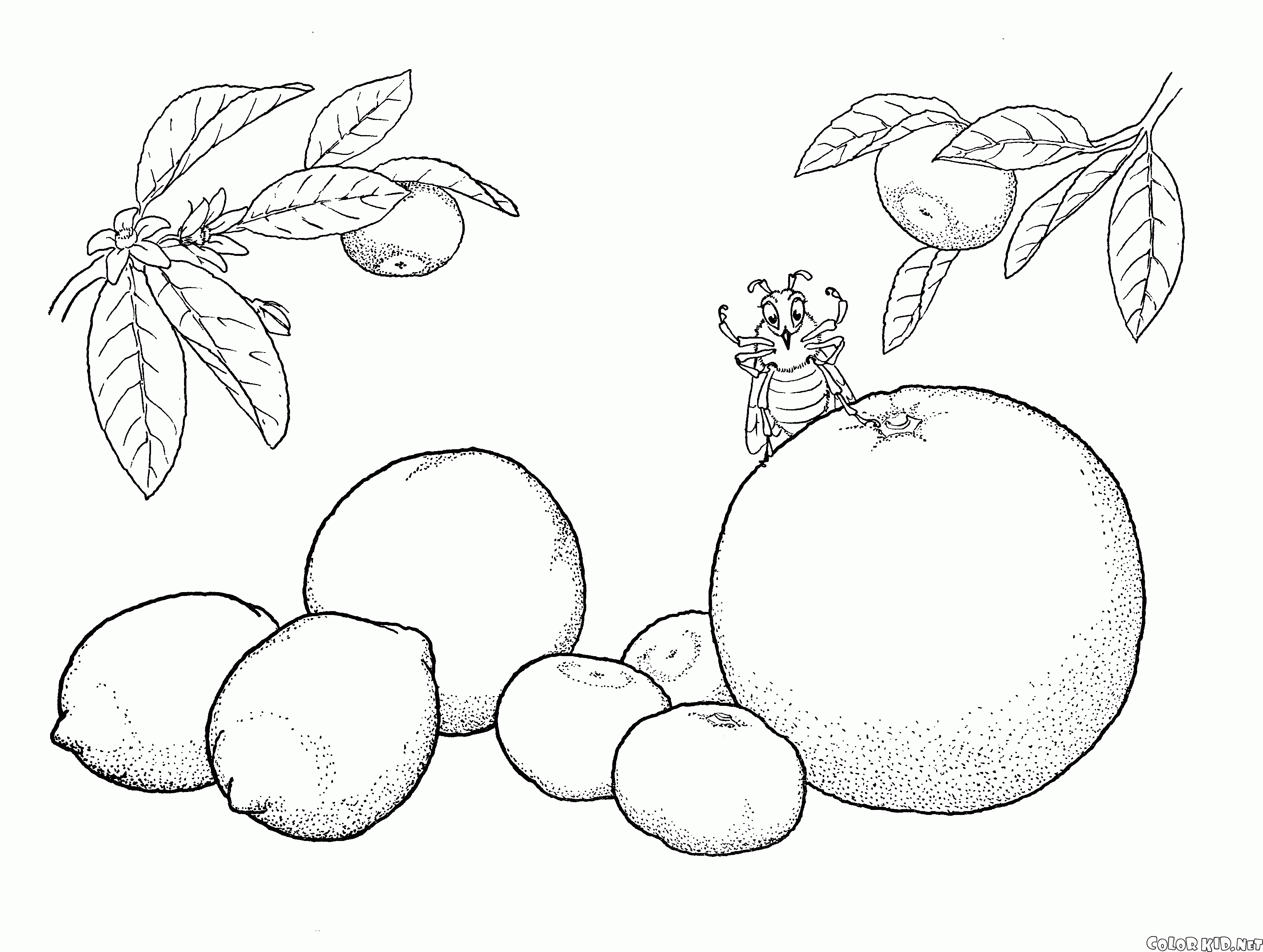 Zitrusfrucht