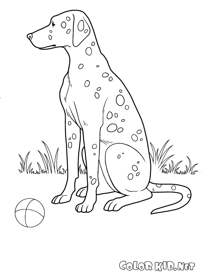 Spotted dog