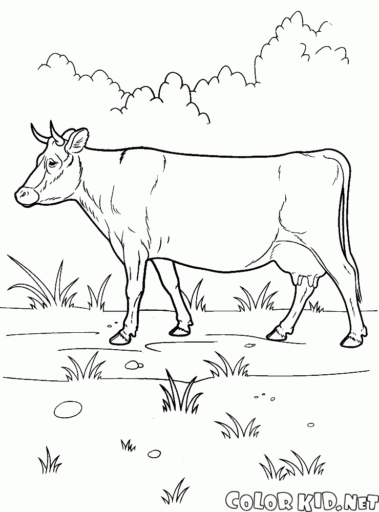 Kuh auf einem Spaziergang