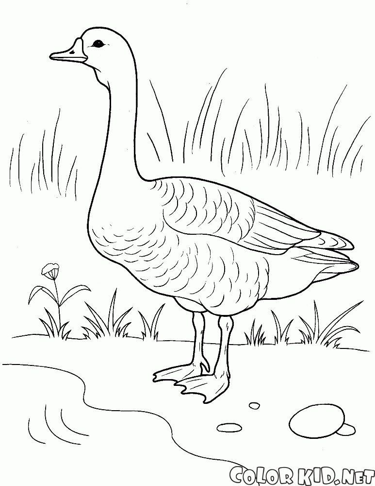 Goose am Ufer