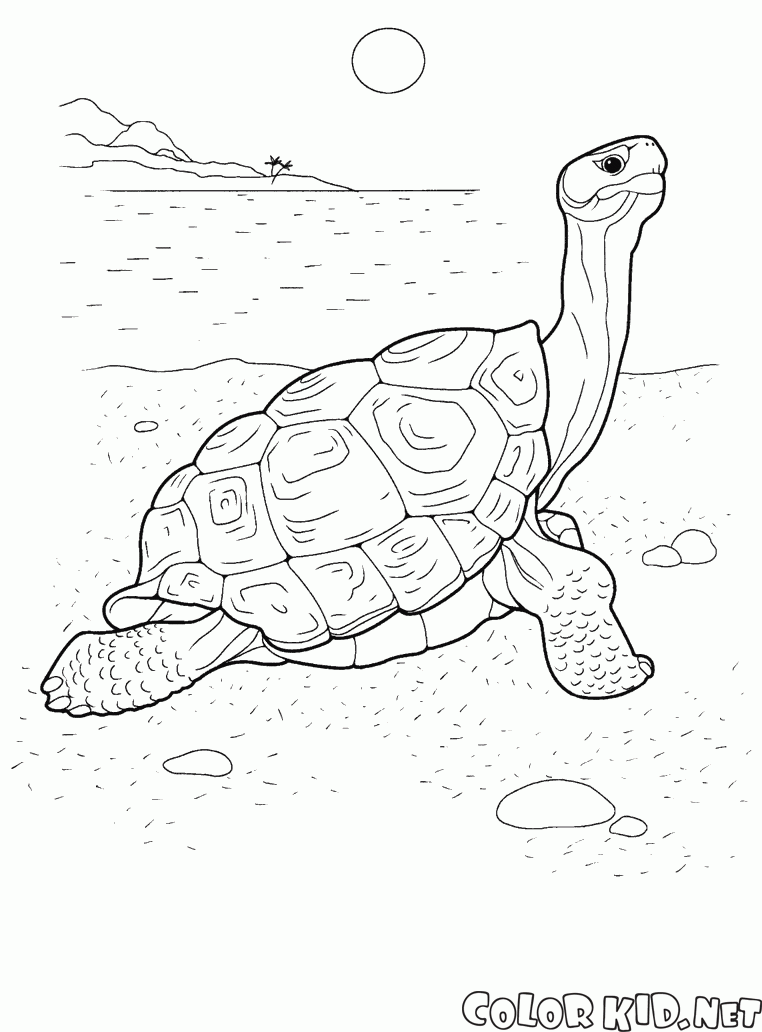 Turtle auf dem Meer