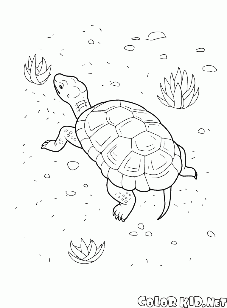 Schildkröte auf dem Strand