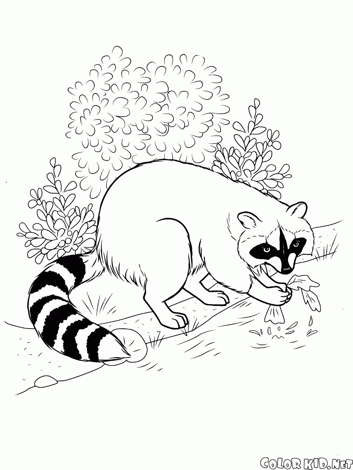 Raccoon fanden das Essen