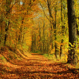Jahreszeiten: Herbst