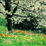 Jahreszeiten: Frühling