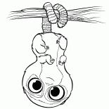 Pear Bär