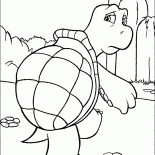 Reptile turtle