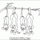 Opposums