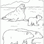 Walrus und Bären