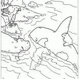 Reiten die Orcas