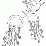 Dori und Quallen