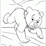 Kleiner Bär