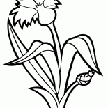 Kornblume