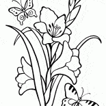Gladiolus