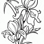 Schwertlilie