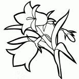 Glockenblume