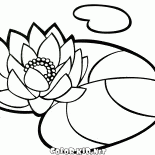 Seerose
