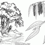 Weidenbaum