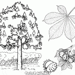 Kastanienbaum