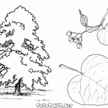 Lindenbaum
