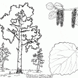 Aspen-Bäume