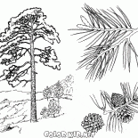 Kieferbäume