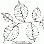 Elm Laub