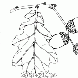 Früchte der Eiche