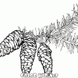 Spruce Niederlassungen mit Kegeln