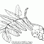 Niederlassung von Rowan