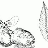 Früchte der Weide